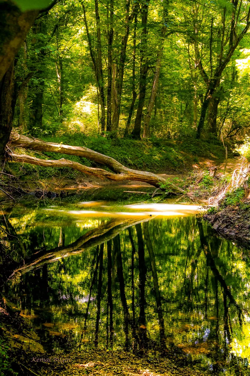 Igneadan tulvametsät: luonnonmetsä ja Kyrklarelin järvet
